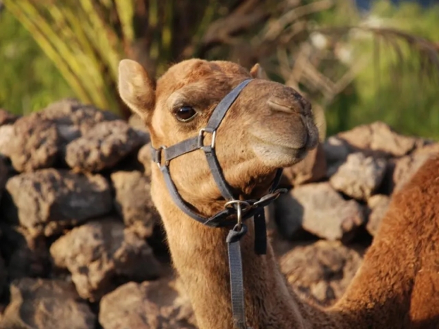 Camel Park Tenerife