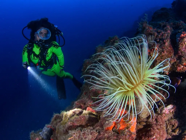 Macaronesian Divers & Store